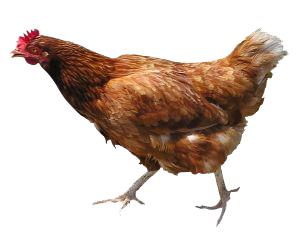 hen _